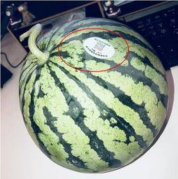 菏泽网红吃瓜,揭秘当地美食文化新潮流